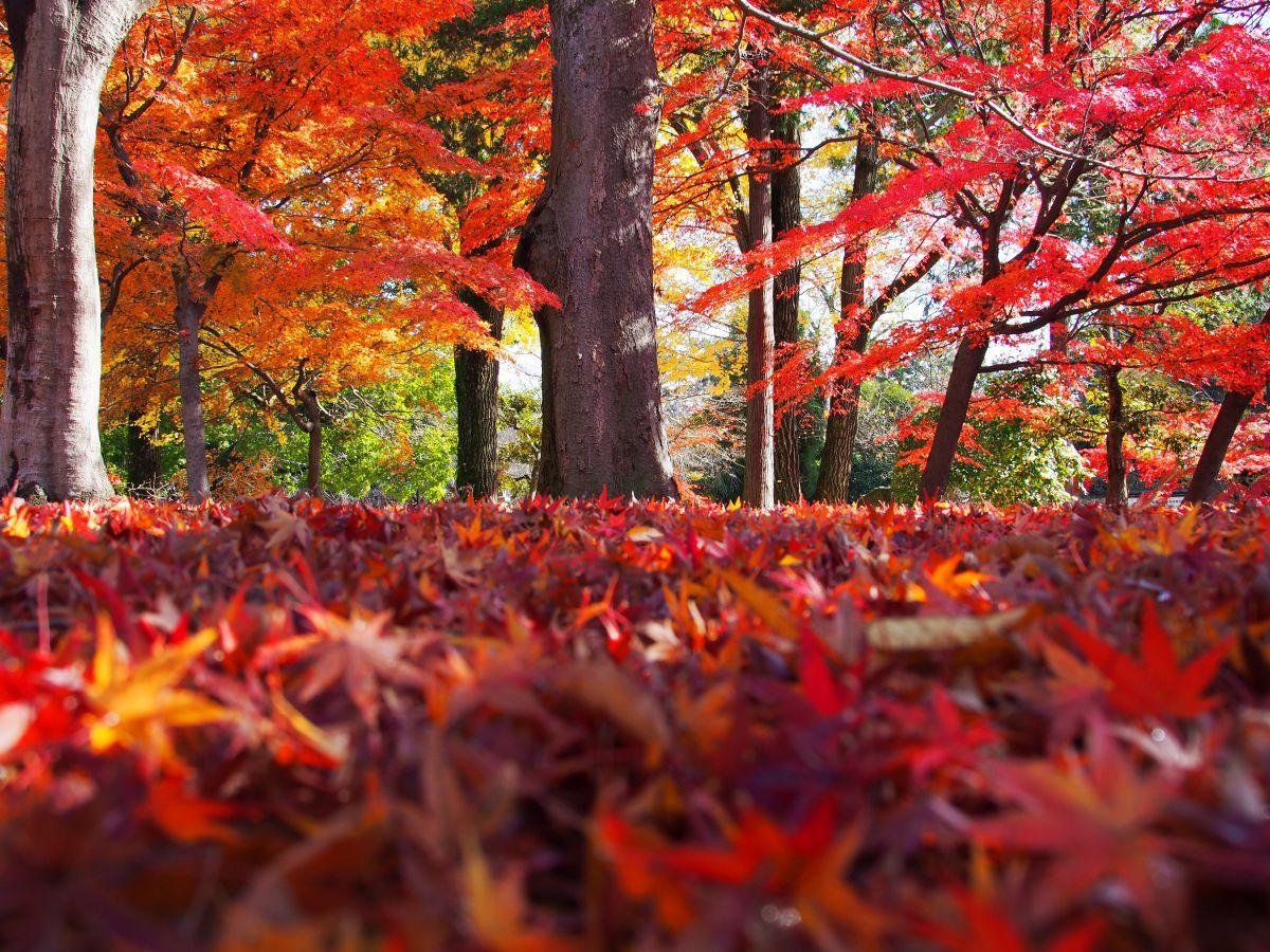 紅葉　もみじ絨毯